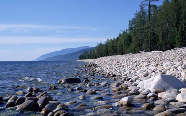 рыбы байкала