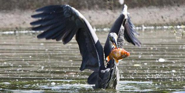 серая цапля в камышах