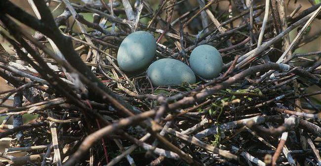 большая серая цапля