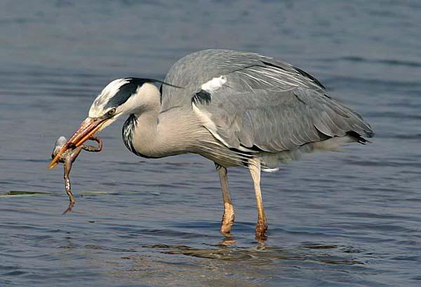 описание серой цапли
