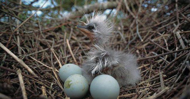 птенцы серой цапли