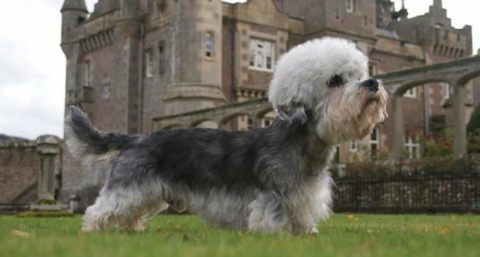 денди динмонт терьер характер