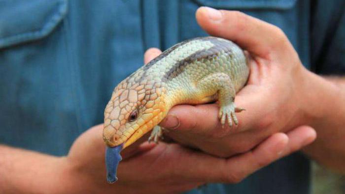 синеязыкий сцинк образ жизни