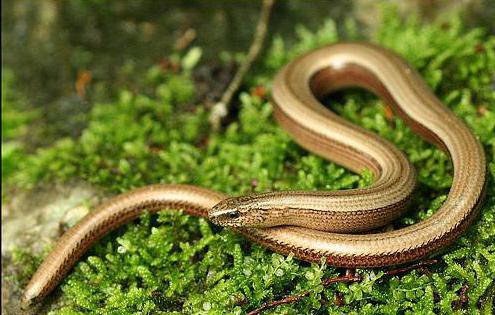 описание хрупкого шпинделя