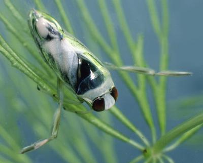 взрослые насекомые дышат