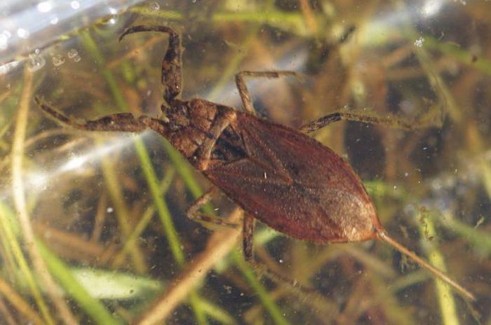 каким органом дышат насекомые