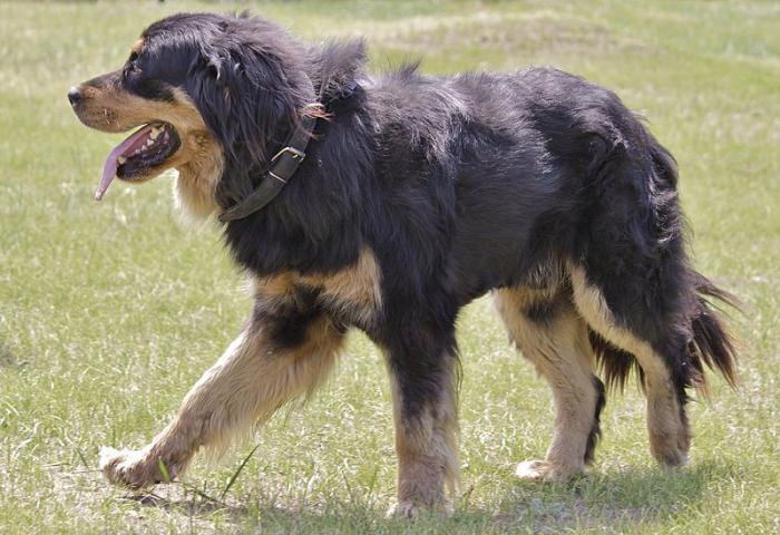 Отзывы о бурят-монгольских волчьих собаках