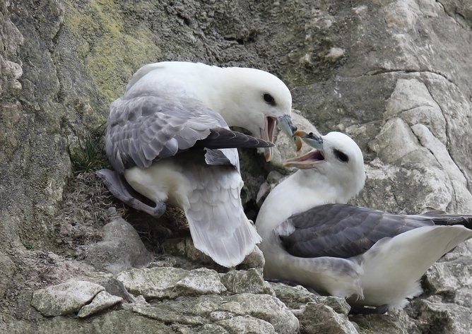 Пара глупышей