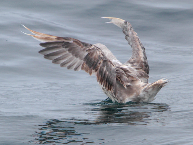 Брачный сезон