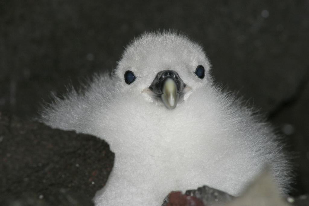 Птенец птицы глупыша