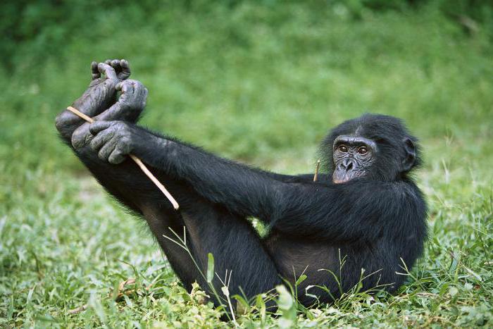 самые умные обезьяны