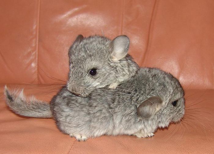 температурное содержание шиншиллы