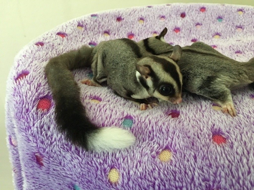 пара сахарных поссумов