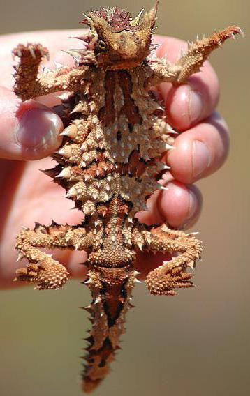 ящерица сем ва агам