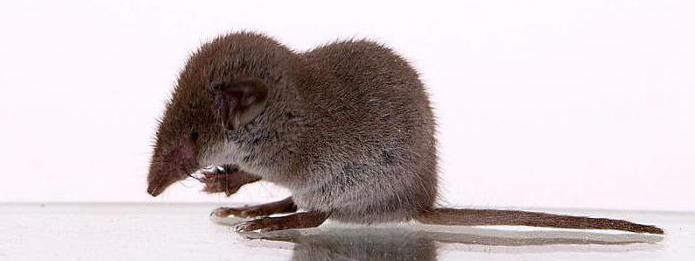 мыши с длинным носом фото