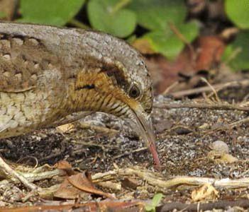 заказать дятла