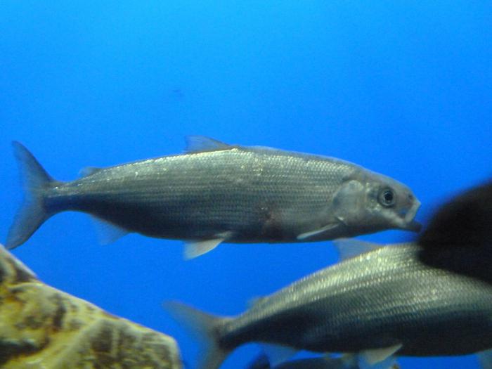 проблемы байкала