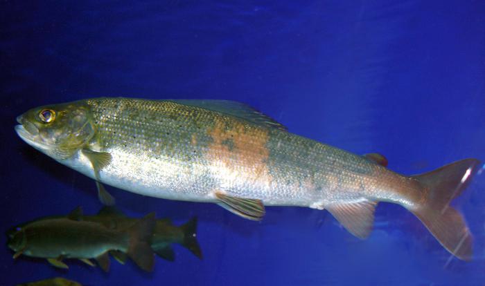 животный мир байкала кратко