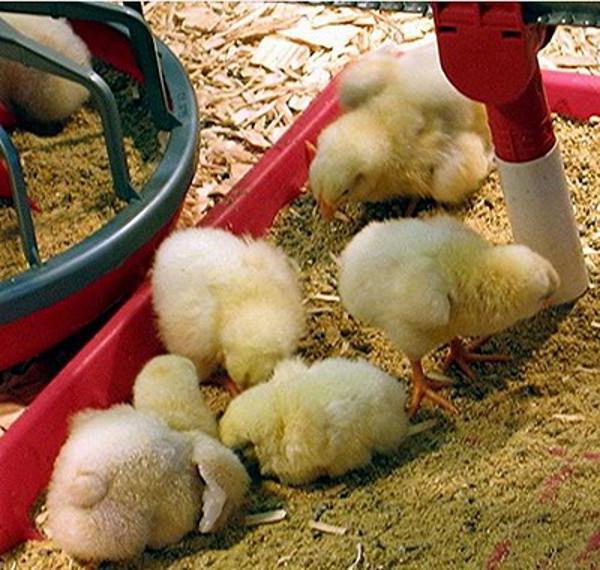 описание породы кур хайсекс