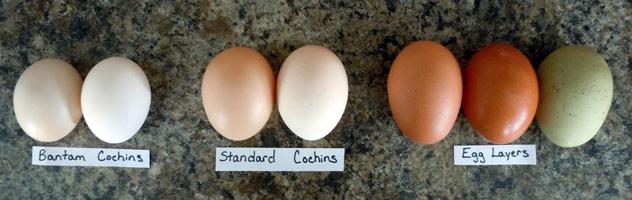 куры породы бентамка ситцевая