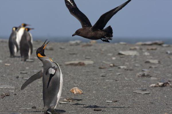 поморник птица антарктики 
