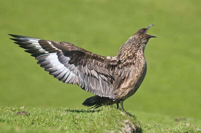 большой поморник морская птица 