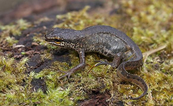 болотные жители