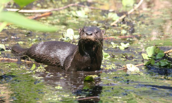 животный мир болот