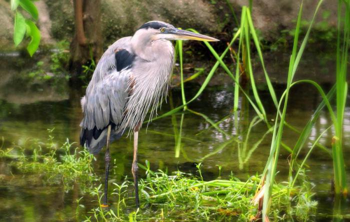животные, живущие в болотах