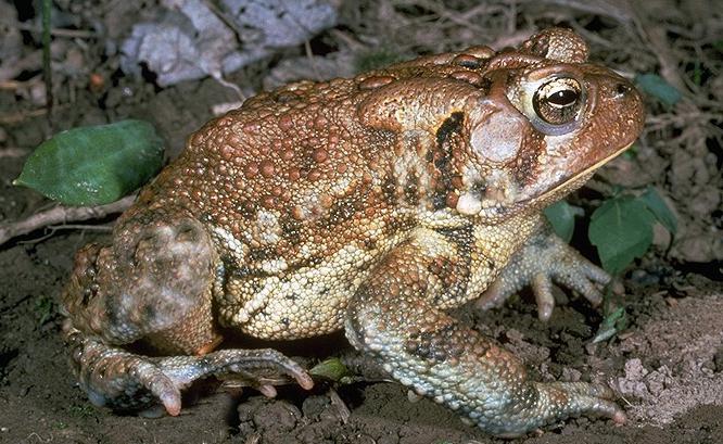 болотная картинка