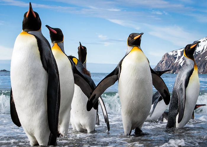 животные арктической и субарктической зоны