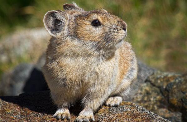 фото из тибетской лисы