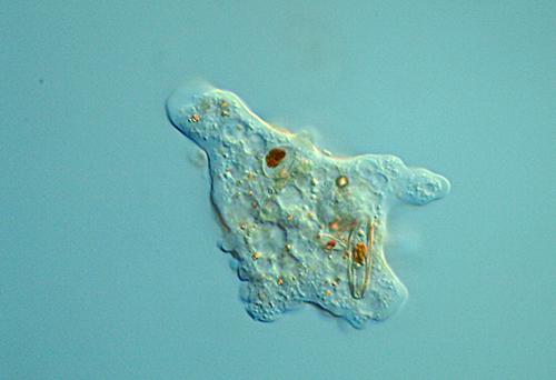 растения и животные в водоемах