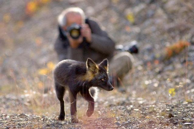 описание чернобурки