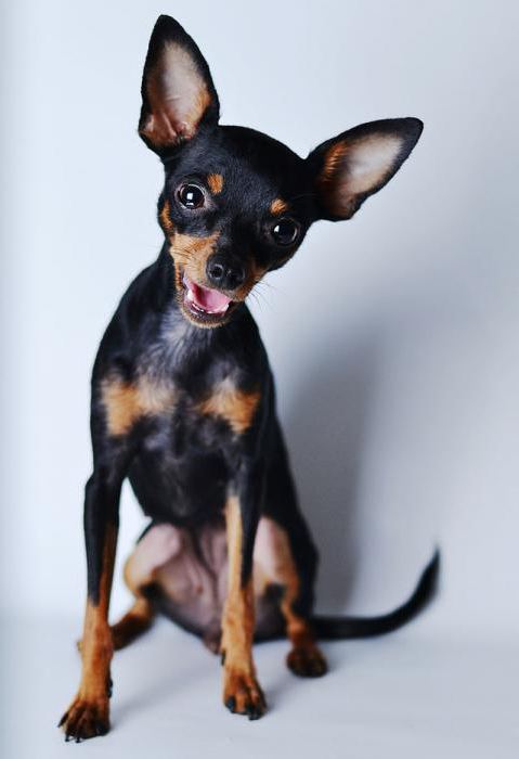 русская той