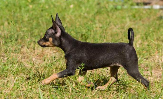 характеристика терьера