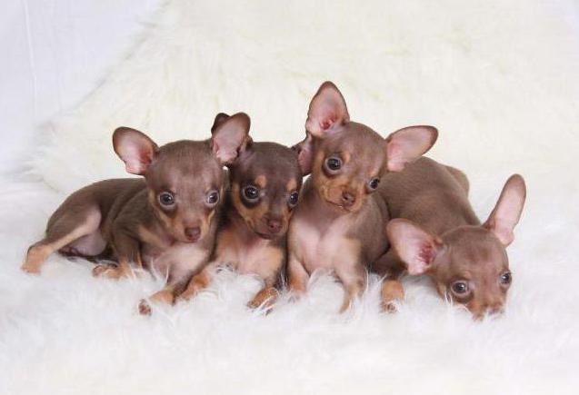 русский гладкошерстный той-терьер мини