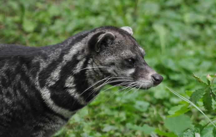 Влажные субтропики, животный мир
