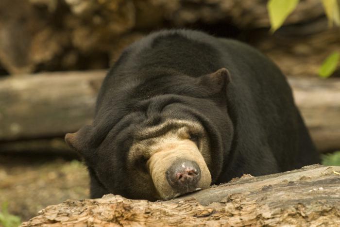 Животные влажных субтропиков России, фото