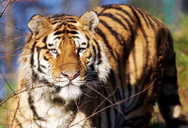 Животные, живущие во влажных субтропиках России