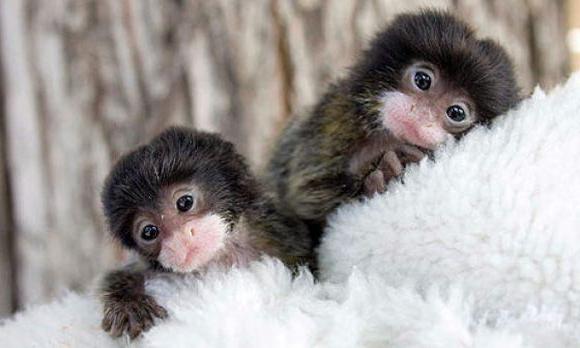 Животные, которые живут во влажных субтропиках