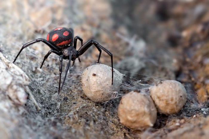 укус паука каракурта