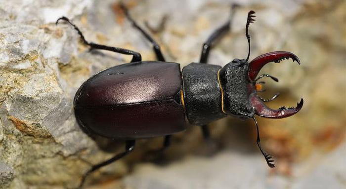 жук олень занесен в красную книгу