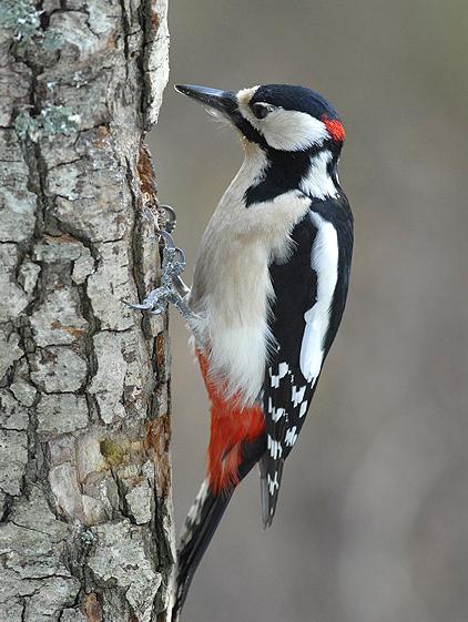 фиксированные названия птиц