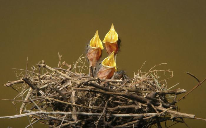 какие птицы сидячие