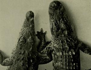 аллигатор и крокодил