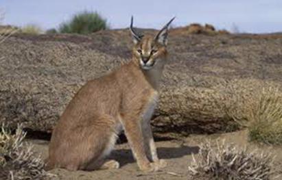 Растения и животные пустыни и полупустыни: флора и фауна тропического и субтропического мира