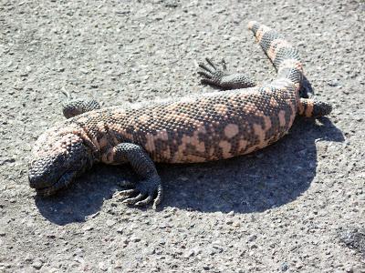 Растения и животные пустыни и полупустыни: флора и фауна тропического и субтропического мира