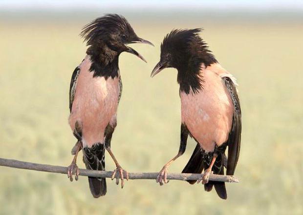 цепь питания розовых скворцов