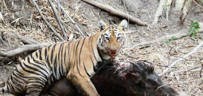 влияние человека на животных примеры